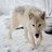 Wolf0716