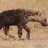 Hyenacub