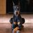 Dobermans