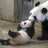 pandacubby