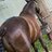 equinelover452