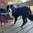 BerneseLover