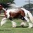 Equinecocklover