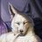 wolf2390