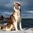 joshua_husky