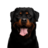 RexRottweiler