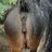 Nova Neigh