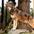 RedWolf