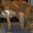 Wolf091970