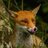 FoxyAdmirer12