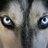 Handsomehusky
