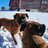 boxer.mommy