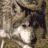 wolfie1258
