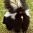 Skunkbum