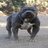 nightdog8