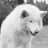 Badwollf