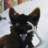 simondogz