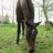horseyluvey