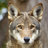 DariusCoyote9