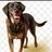 k9westerneuropeaddict