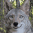 HalZYote