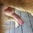 zoolover233