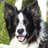bordercollieobsessed