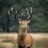FoxDeerFur