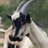 TheGoatSister