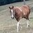 mississippihorse