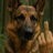 DogsHorsesCows123