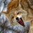 coyotehowl