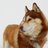 redhusky123