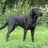 Blacklab1213