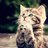 SweetKitty