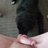 puppylove49349