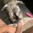 Perro2412
