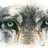 silverwolf1