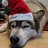 Dogdude42