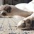 Wolfpaw