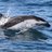 Dolphinoid