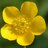 Ranunculus