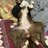 Loving border collie