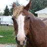 Equine Face Markings