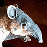 Tapir Veterinary Manual.