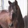 Equine Expressions of Stress Due to Fear or Frustation
