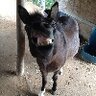 Feeding Donkeys, Mules & Hinnies