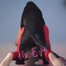 为什么越来越多的女性选择和狗狗交配