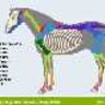 Equine Skeletal Development